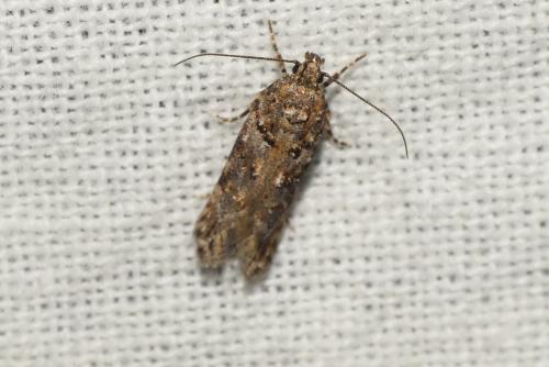 Réf. 262 852 : Teleiopsis diffinis